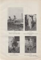 Takács Ervin:
Pilisvörösvár, Pilisszentiván és Solymár barnaszén telepeinek földtani viszonyai (193...