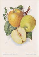 Alma I. A fajtákat leírta Horn János. A gyümölcsképeket természet után festette Kochné Klopfer Erzsé...