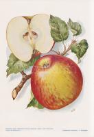 Alma I. A fajtákat leírta Horn János. A gyümölcsképeket természet után festette Kochné Klopfer Erzsé...