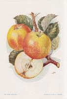 Alma I. A fajtákat leírta Horn János. A gyümölcsképeket természet után festette Kochné Klopfer Erzsé...