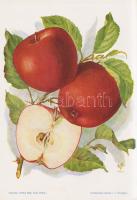 Alma I. A fajtákat leírta Horn János. A gyümölcsképeket természet után festette Kochné Klopfer Erzsé...