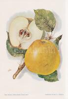 Alma I. A fajtákat leírta Horn János. A gyümölcsképeket természet után festette Kochné Klopfer Erzsé...