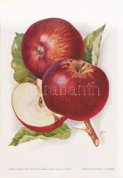 Alma I. A fajtákat leírta Horn János. A gyümölcsképeket természet után festette Kochné Klopfer Erzsé...