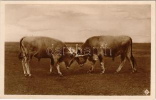 Hortobágy, ökör párbaj. Magyar Rotophot Társaság 843