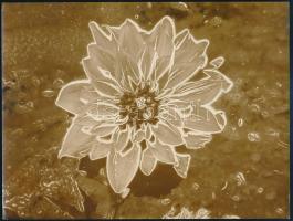cca 1973 Mórocz István: Dália című, vintage fotóművészeti alkotása, feliratozva, szolarizálva és vegyileg színezve (barnítva), ezüst zselatinos fotópapíron, 18x24 cm