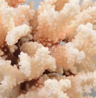 Nagy méretű korall dísz 28 cm