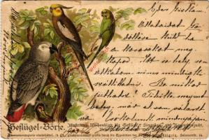 1903 Graupapagei, Nymphensittch, Wellensittich / Szürke jákópapagáj, Nimfapapagáj, Hullámos papagáj / Grey parrot, Cockatiel, Budgerigar, parrots, litho (szakadt / tear)