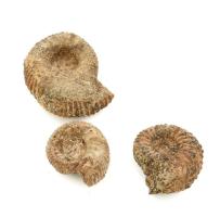 Jura kori (kb. 150 millió éves) ammonitesz fosszíliák, 3 db
