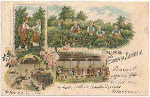 1900 Rozova dolina, Rose Valley; rose plantation and harvest, rose oil manufacture (EB)