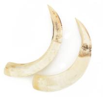 43 darab vaddisznóagyar