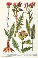 Jávorka Sándor-Csapody Vera: Erdő mező virágai. A magyar flóra színes kis atlasza. Függelék: Az Észa...