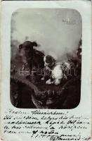 1900 Kutyák / dogs, photo (gyűrődések / creases)