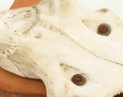 Nagyméretű trófea, h: 78 cm