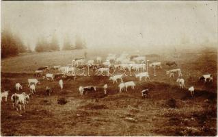 1917 A katonák ellátmányát biztosító állatok sereglete / WWI K.u.K. military, a herd of animals providing supplies for the soldiers. photo + "K.u.K. Infanterieregiment v. Hindenburg Nr. 69. Reserve Baon" "TÁBORI POSTAHIVATAL 648"