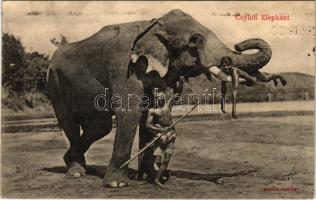 1913 Ceylon Elephant / munkára fogott sri lanka-i elefánt játék közben
