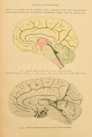 Emil Villige: Gehrin und Rückenmark. Leipzig, 1920, Wilhelm Engelmann. Kopott egészvászon-kötésben