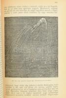 Képes természetrajz az ifjuság számára. Bp., 1902, Athenaeum 4+475 p.+24 (kromolithográfiák) t.+189+...