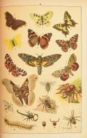 Képes természetrajz az ifjuság számára. Bp., 1902, Athenaeum 4+475 p.+24 (kromolithográfiák) t.+189+...