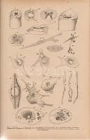 Thanhoffer, [Lajos] Ludwig:
Über Zuchtlähme. Nach eigenen pathologisch-histologischen Untersuchunge...