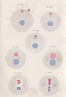 Gruber, [Max von] Miksa:
A nemi élet egészségtana (férfiak számára). Átdolgozta és honi viszonyokho...