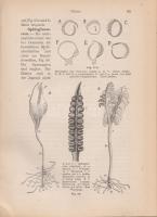Potonié, H[enry]:

Lehrbuch der Pflanzenpalaeontologie, mit besonderer Rücksicht auf die Bedürfnis...