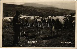 1950 Mátra, Delelés, magyar folklór. Sztanek Ede (Pásztó) photo (EB)