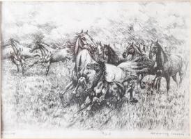 Rádóczy Gyarmathy Gábor (1943-): A csikó. rézkarc, papír, Jjl.: Rádóczy Gyarmathy G. A/E 8. 27,5x39 cm, keretben, üvegezett, sérült.