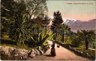 1913 Arco (Südtirol), Vegetationsbild (EK)