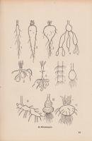 Varró Aladár Béla:

Gyógynövények gyógyhatásai. Növényi gyógyszerek. Hazai gyógynövényeink ismerte...