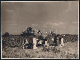 1930 Ruszt (Sopron vm.), szüreti társaság a szőlőben hordóval és marhával, a hátoldalon a fotó szélén papírmaradványokkal, a hátoldalon feliratozva, a felületén folttal és apró sérülésekkel, 17x23 cm