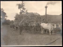 cca 1920-1930 Mezei munkák (cséplés) fotói, 5 db fotó, kissé foltos hátoldalakkal, 18x23 cm