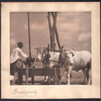cca 1945 Itatás a gémeskútnál, marhákkal, fotó papíron, a hátoldalán névbejegyzéssel (Bándi Anna, 1945. aug. 5.), foltos, 16x18 cm