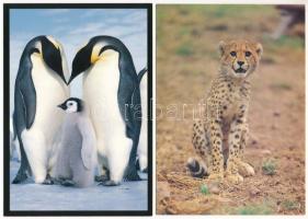 12 db MODERN állatos motívum képeslap / 12 modern motive postcards: animals