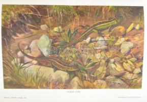 Brehm Alfréd: Az állatok világa 1-18. köt. 
1-7. köt.: Emlősök.; 
8-10. köt.: Madarak.;
11-12. kö...