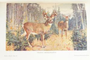 Brehm Alfréd: Az állatok világa 1-18. köt. 
1-7. köt.: Emlősök.; 
8-10. köt.: Madarak.;
11-12. kö...