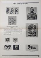 Az ember származása. Szemléltető tankönyv-album. Összeállította: M. Sz. Pliszeckij. Sajtó alá rendez...