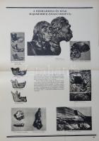 Az ember származása. Szemléltető tankönyv-album. Összeállította: M. Sz. Pliszeckij. Sajtó alá rendez...