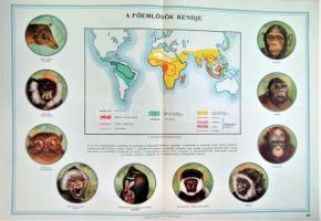 Az ember származása. Szemléltető tankönyv-album. Összeállította: M. Sz. Pliszeckij. Sajtó alá rendez...