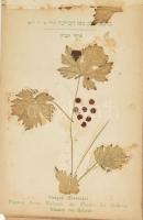 Tájképek és virágok a szent Földről. 14 sztl. lev. Borító hiánnyal, részben foltos lapokkal, a virág...