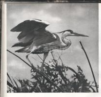 Ifj. Tildy Zoltán: Kisbalaton. Vertse Albert bevezetőjével. A szerző fotóival. Bp., 1953, Művelt Nép...