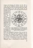 Danzel, Theodor-Wilhelm: Magie und Geheimwissenschaft in Ihrer Bedeutung für Kultur und Kulturgeschi...