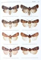 The Witt Catalogue. A Taxonomic Atlas of the Eurasian and North African Noctuoidea. Volume 6: Noctui...