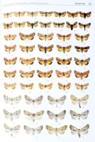 The Witt Catalogue. A Taxonomic Atlas of the Eurasian and North African Noctuoidea. Volume 6: Noctui...