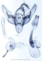 The Witt Catalogue. A Taxonomic Atlas of the Eurasian and North African Noctuoidea. Volume 6: Noctui...