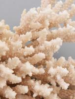 Nagyméretű korall, d: 21 cm