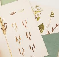 Csapody Vera: "Színes atlasz "Magyarország Kultúrflórájá"-hoz. Szerk.: Máthé Imre. Ku...