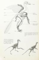 Géczy Barnabás: Őslénytan. Bp., 1989, Universitas. Tóth Pál grafikusművész rajzaival. Gazdag képanya...