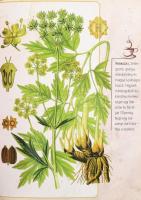 San José, Carmen: Herbárium. Gyógyító növények. 2012, Kossuth. Kiadói kartonált kötés, jó állapotban