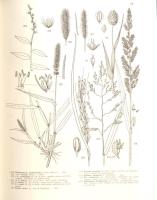 Jávorka Sándor - Csapody Vera: Iconographia Florae Partis Austro-Orientalis Europae Centralis. (IN X...