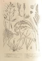 Jávorka Sándor - Csapody Vera: Iconographia Florae Partis Austro-Orientalis Europae Centralis. (IN X...